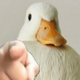 xiongrui's avatar